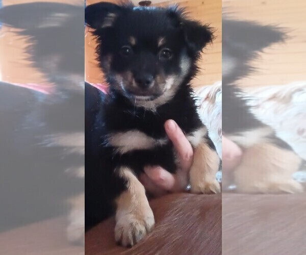Medium Photo #1 Malchi Puppy For Sale in WOBURN, MA, USA