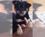 Small Photo #1 Malchi Puppy For Sale in WOBURN, MA, USA