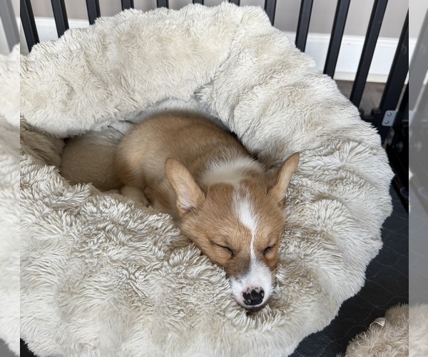 Medium Photo #4 Pembroke Welsh Corgi Puppy For Sale in GUTHRIE, KY, USA