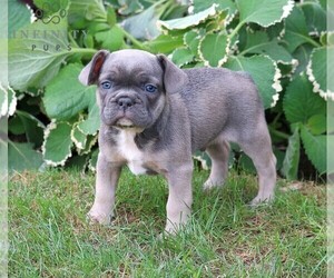 French Bulldog Puppy for sale in LANCASTER, PA, USA