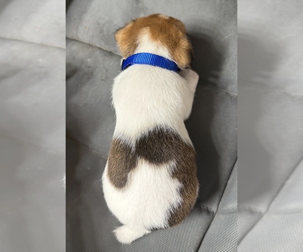 Medium Photo #7 Jack Russell Terrier Puppy For Sale in FREEMAN, MO, USA