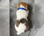 Small Photo #7 Jack Russell Terrier Puppy For Sale in FREEMAN, MO, USA