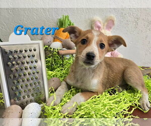 Mutt Dogs for adoption in Modesto, CA, USA