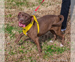 Cocoapup - Female American Pit Bull Terrier-Chocolate Labrador retriever Mix Dog for Adoption - Photo #18