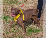 Small #17 American Pit Bull Terrier-Chocolate Labrador retriever Mix