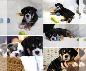English Bulldogge Puppy for sale in Wolverhampton, West Midlands (England), United Kingdom