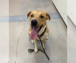 Small Great Dane-Labrador Retriever Mix
