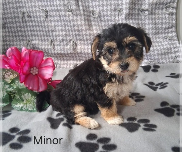 Medium Photo #3 Yo-Chon Puppy For Sale in MOUNT PLEASANT, MI, USA