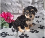Small #2 Yo-Chon