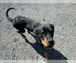 Small #1 Rottweiler