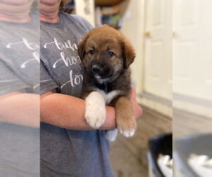 Border Collie-Great Pyrenees Mix Dogs for adoption in Pueblo West, CO, USA