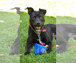Small Photo #11 Labrador Retriever-Unknown Mix Puppy For Sale in San Diego, CA, USA