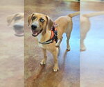 Small #9 Catahoula Leopard Dog Mix