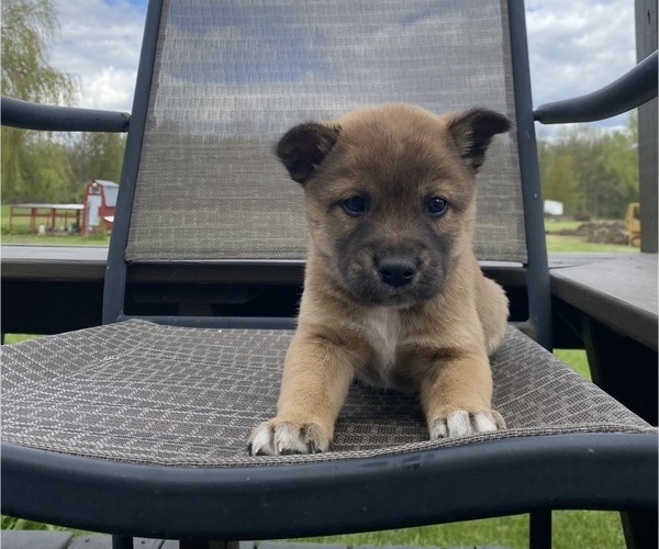 Medium Photo #3 Alaskan Husky-Border Collie Mix Puppy For Sale in RICHMOND, MI, USA
