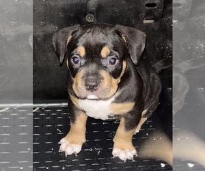 American Bully Puppy for sale in CENTERBURG, OH, USA