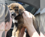 Small #1 Mutt