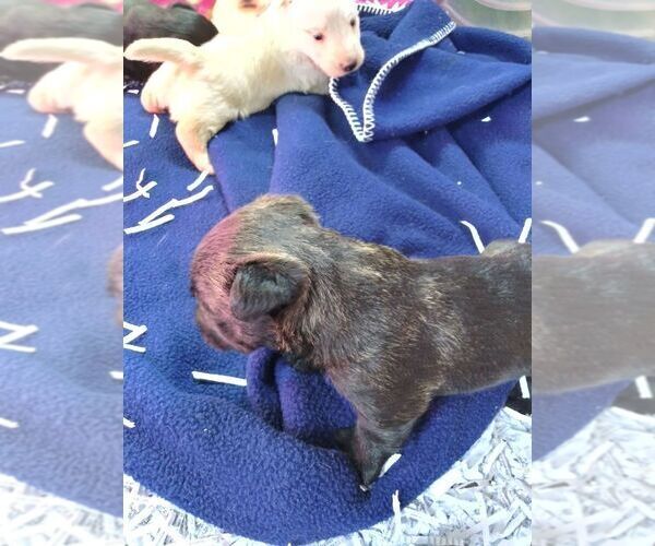 Medium Photo #4 Scottish Terrier Puppy For Sale in WHITEWOOD, SD, USA