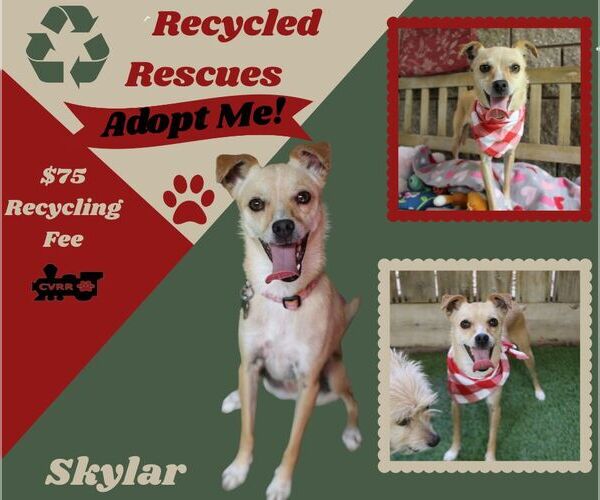 Medium Photo #1 Italian Greyhound-Unknown Mix Puppy For Sale in Lindsay, CA, USA
