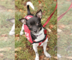 Small #4 Mutt