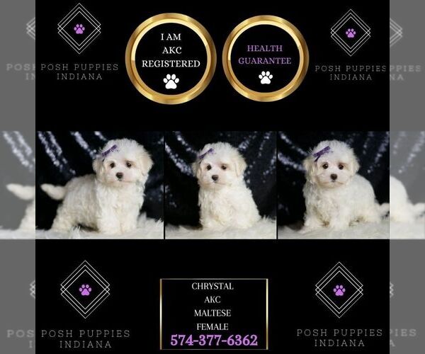 Medium Photo #6 Maltese Puppy For Sale in WARSAW, IN, USA