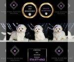 Small #5 Maltese