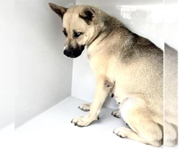 Medium Photo #1 Black Mouth Cur-Unknown Mix Puppy For Sale in Houston, TX, USA