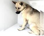 Small Black Mouth Cur Mix