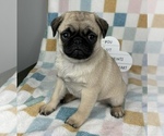 Small #5 Pug