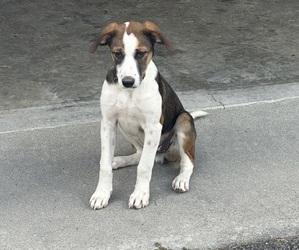 --Unknown Mix Dog for Adoption in UNION, West Virginia USA