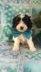 Small Photo #1 Cavapoo Puppy For Sale in EDEN, PA, USA