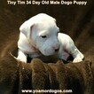 Small #221 Dogo Argentino