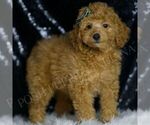 Small Photo #74 Poodle (Toy) Puppy For Sale in WARSAW, IN, USA