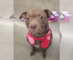Small American Staffordshire Terrier