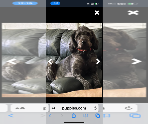 Medium Photo #1 Double Doodle Puppy For Sale in SATSUMA, FL, USA