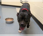 Small American Pit Bull Terrier