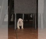 Small Photo #8 Bulldog Puppy For Sale in CHANDLER, AZ, USA