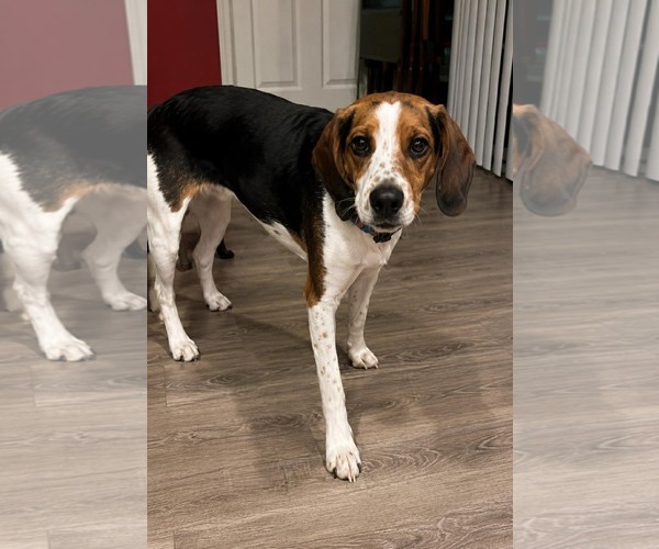 Medium Photo #4 Beagle-Unknown Mix Puppy For Sale in Thomasville, NC, USA