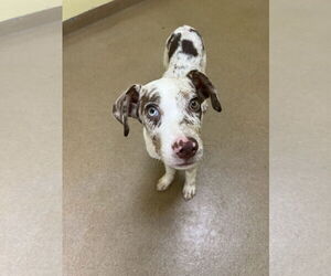 Catahoula Leopard Dog-Unknown Mix Dogs for adoption in Rockaway, NJ, USA