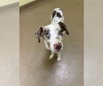 Small Catahoula Leopard Dog Mix