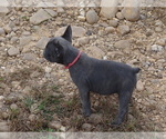 Small #1 French Bulldog