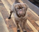 Small Photo #1 Pug Puppy For Sale in KERNERSVILLE, NC, USA