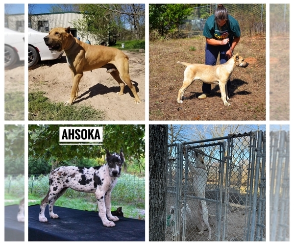 Medium Photo #1 American Allaunt Puppy For Sale in HOUSTON, TX, USA