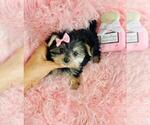 Small #19 Morkie