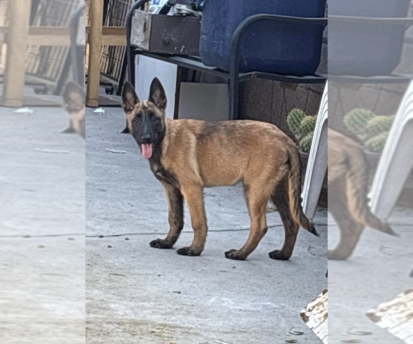 Medium Photo #1 Belgian Malinois Puppy For Sale in VICTORVILLE, CA, USA