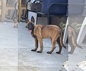 Belgian Malinois Puppy for sale in VICTORVILLE, CA, USA