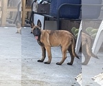 Small Belgian Malinois