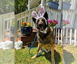 Small #3 German Shepherd Dog Mix