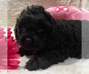 Cavapoo Puppy for sale in DRY RUN, PA, USA