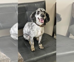 Poodle (Miniature) Dogs for adoption in Westwood, NJ, USA