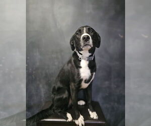 Shepradors Dogs for adoption in Evansville, IN, USA